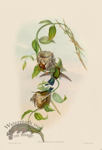 Gould Hummingbird 355